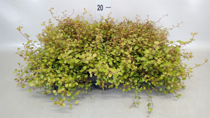 <h4>Muehlenbeckia com. 'Golden Girl'</h4>