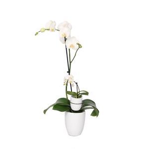 Hugo White Phal Wit 1T+ Tiny Dolls 1T