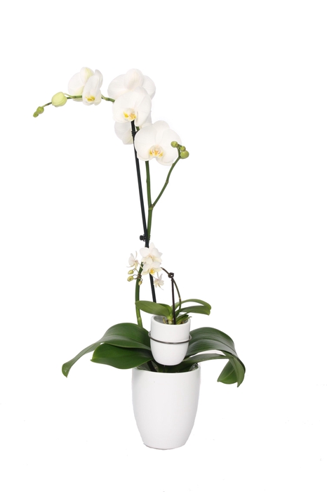 <h4>Hugo White Phal Wit 1T+ Tiny Dolls 1T</h4>