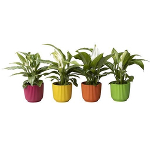 SPATHIPHYLLUM P6 L 65626