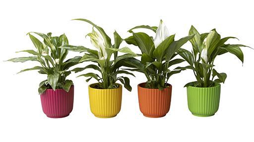 <h4>SPATHIPHYLLUM P6 L 65626</h4>