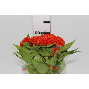 CELOSIA PERSIMMON CHIEF 060 CM LARANJA