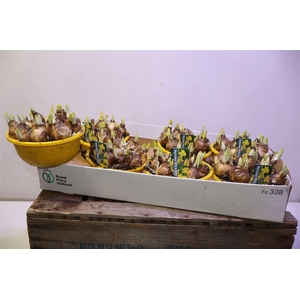 arr8 Narc O Tete A Tete