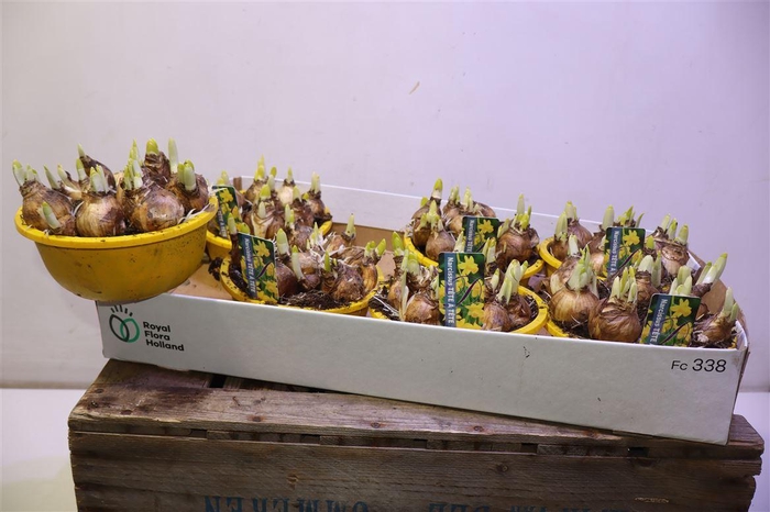 <h4>arr8 Narc O Tete A Tete</h4>