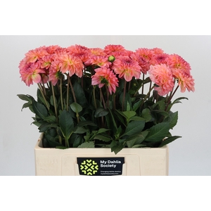 Dahlia Chanel