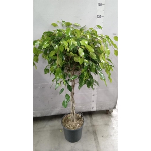 Ficus benja. 'Exotica'
