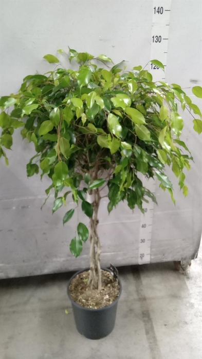<h4>Ficus benja. 'Exotica'</h4>