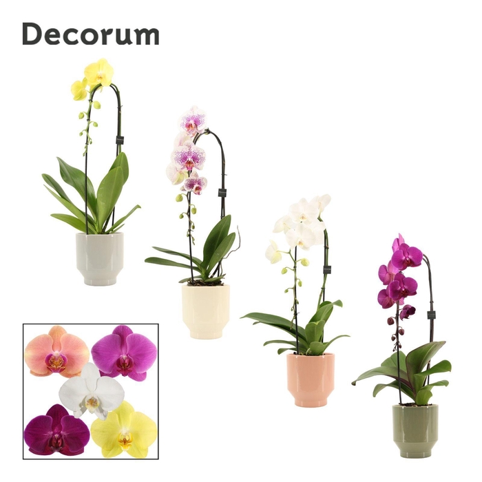 <h4>Phalaenopsis cascade 1 tak mix in Pato (Deco-collection)</h4>