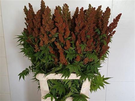 <h4>Sorbaria S Mag Indian Summer</h4>