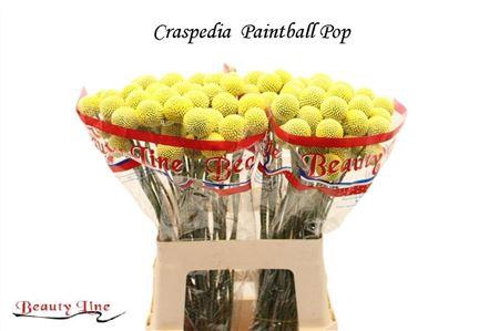 <h4>Craspedia Paintball Pop 55cm</h4>