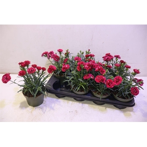 Dianthus Ov