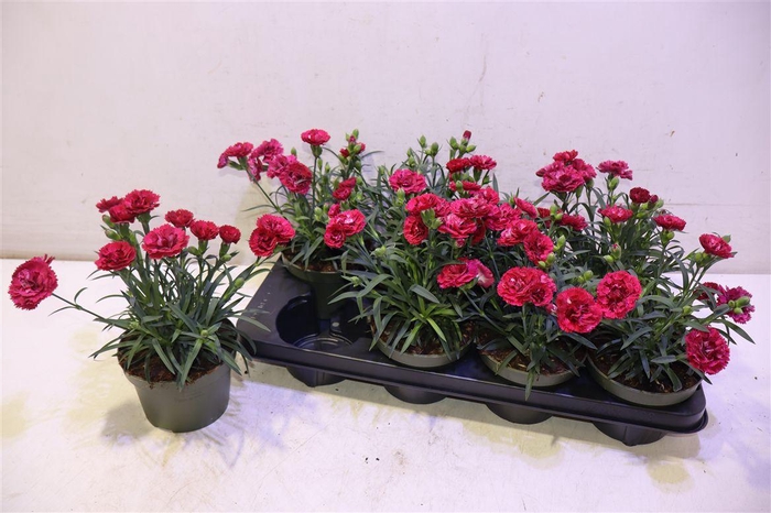 <h4>Dianthus Ov</h4>