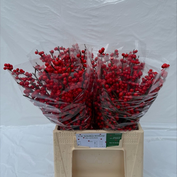 <h4>ILEX VE RODE BES</h4>