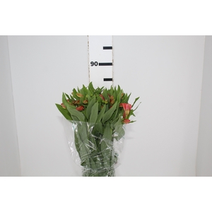 ALSTROEMERIA TROPICANA 080 CM