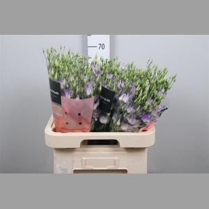 Eus E Botanic Lavender Mist