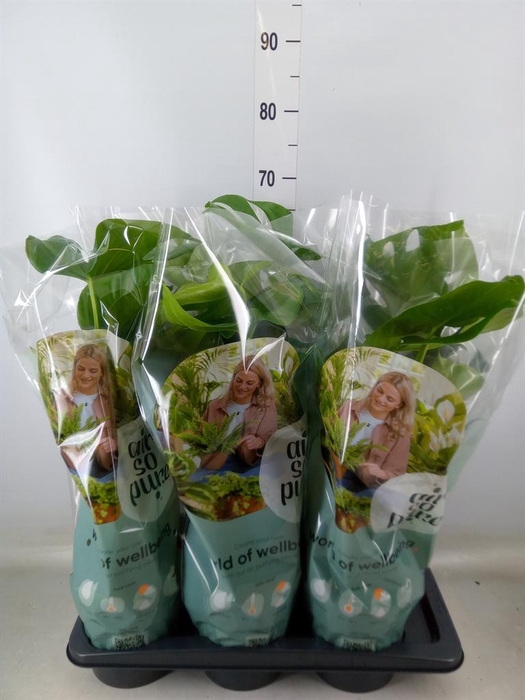 <h4>Monstera delic.</h4>