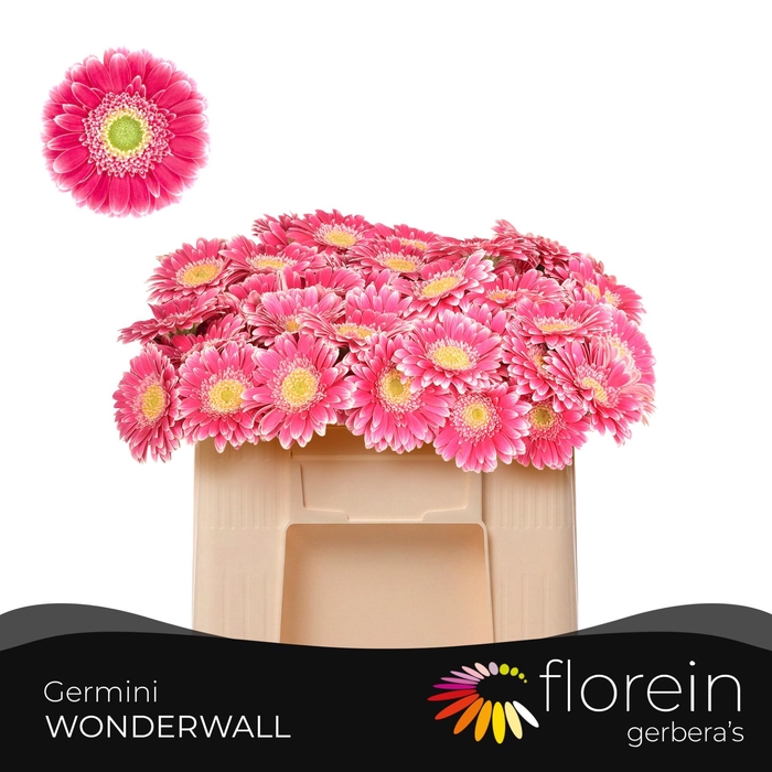 <h4>GE MI WONDERWALL</h4>