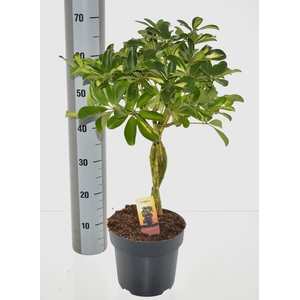 SCHEF AR GOLD CAPELL