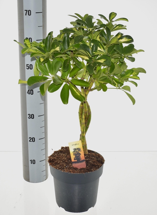 <h4>SCHEF AR GOLD CAPELL</h4>