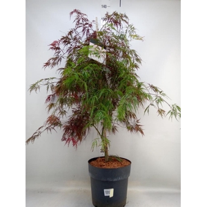 Acer palmatum 'Garnet'