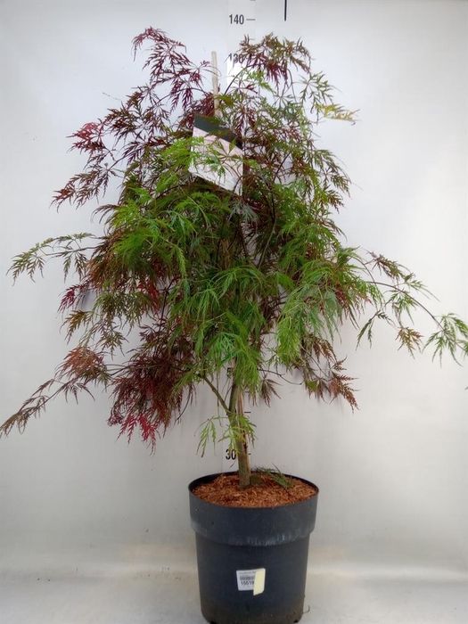 <h4>Acer palmatum 'Garnet'</h4>