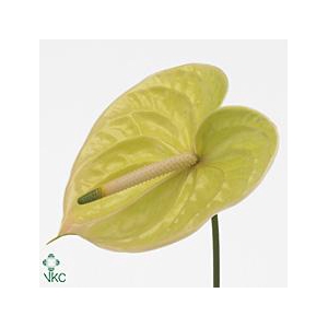 Anthurium marysia