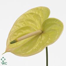 <h4>Anthurium marysia</h4>