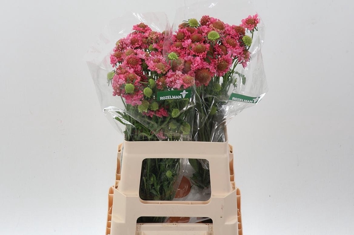 <h4>Scab At Sweet Scoop</h4>