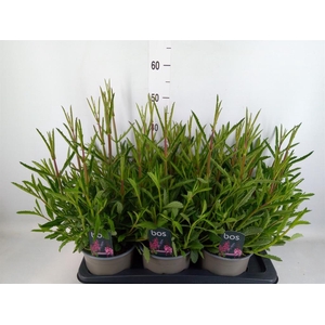 Verbena bonariensis