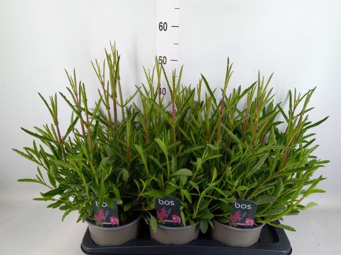 <h4>Verbena bonariensis</h4>