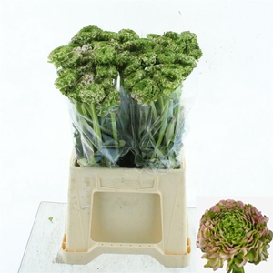 RAN PON PON HERMIONE