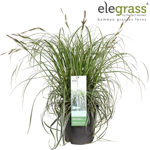 Carex 'Feather Falls' P23