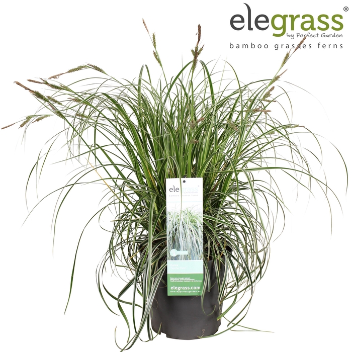 <h4>Carex 'Feather Falls' P23</h4>