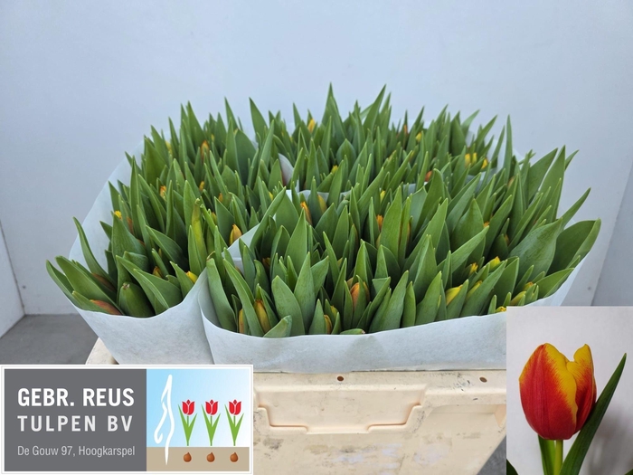 <h4>TU EN DOW JONES</h4>