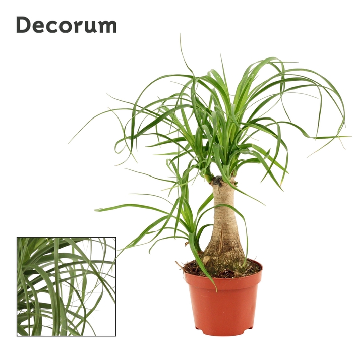 <h4>Beaucarnea recht 9 cm (Decorum)</h4>