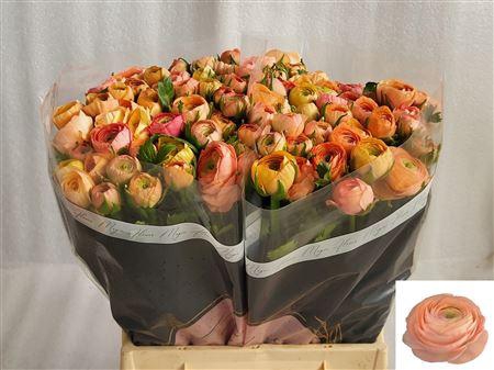 <h4>Ran Zwaar Salmon</h4>