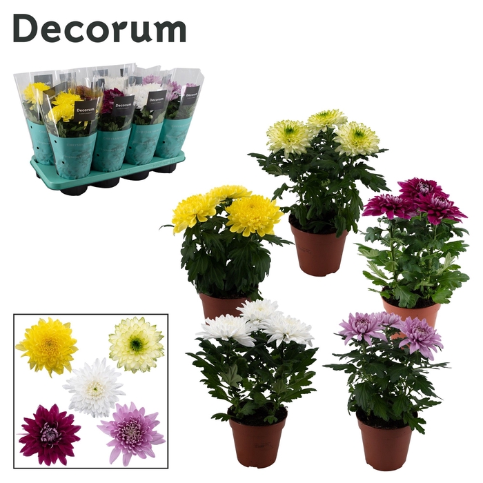 <h4>Decorum Chrysanne® Zembla Next mix</h4>