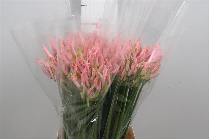 <h4>Ne Bo Vesta K</h4>