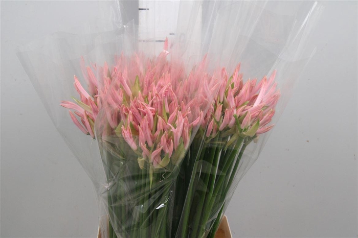 <h4>Ne Bo Vesta K</h4>