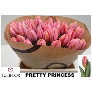 TU EN PRETTY PRINCES