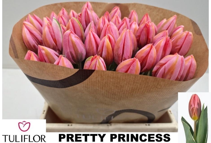 <h4>TU EN PRETTY PRINCES</h4>