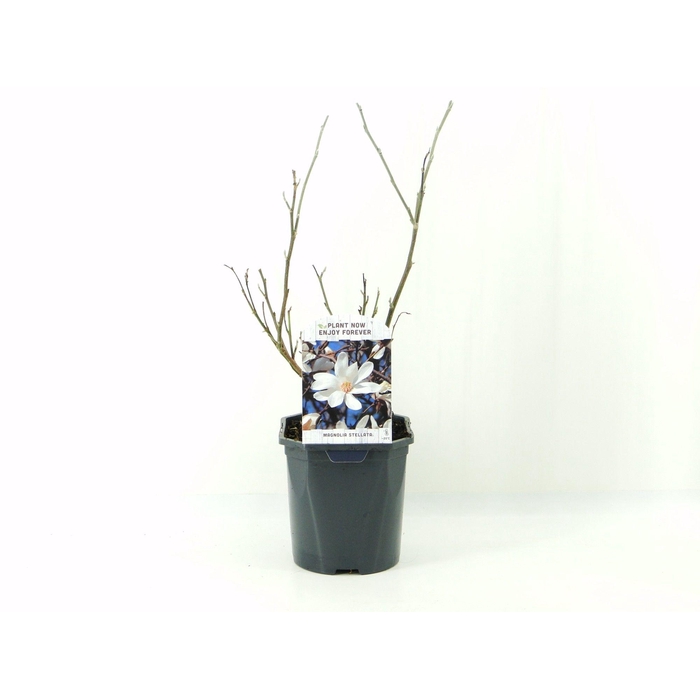 <h4>Magnolia Stellata</h4>