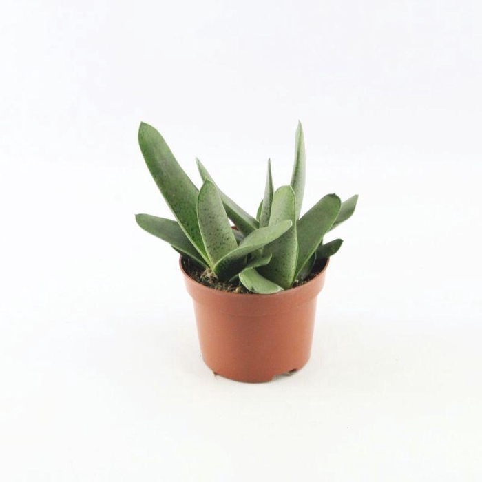 <h4>Gasteria Littele Worthy</h4>