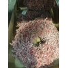 KRANS CONIFEER 55