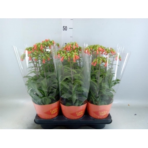 Kalanchoe HG 'Lucky Bells'