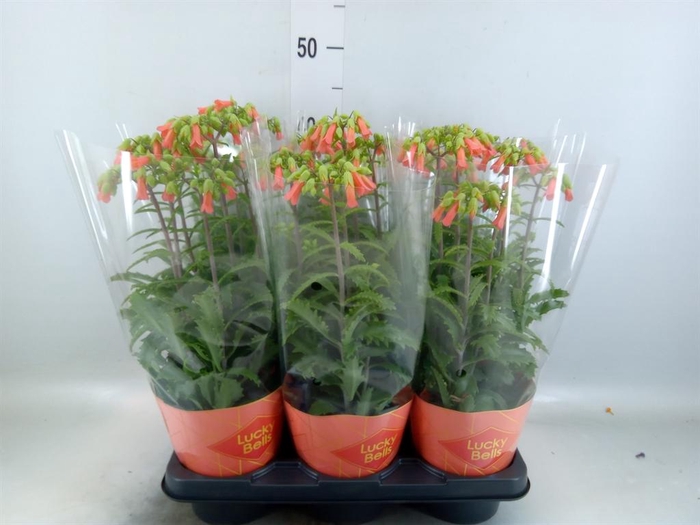 <h4>Kalanchoe HG 'Lucky Bells'</h4>