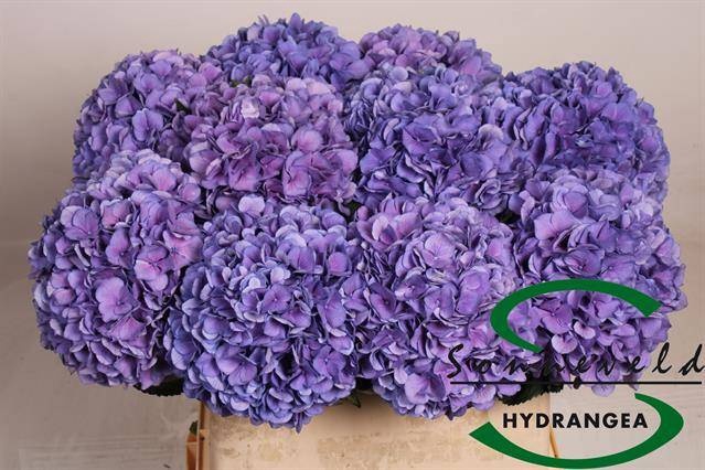 <h4>HYDR M ROYAL SALUTE</h4>
