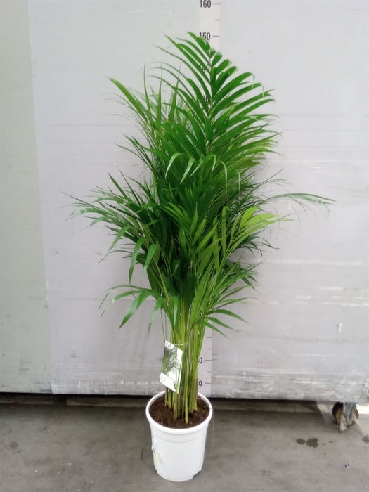 <h4>Dypsis lutescens   ...Chrysalidoca</h4>