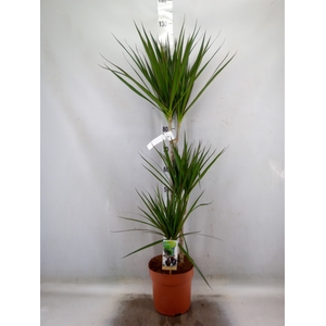 Dracaena marg.