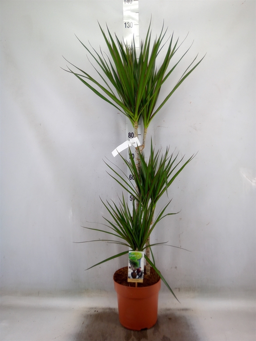<h4>Dracaena marg.</h4>
